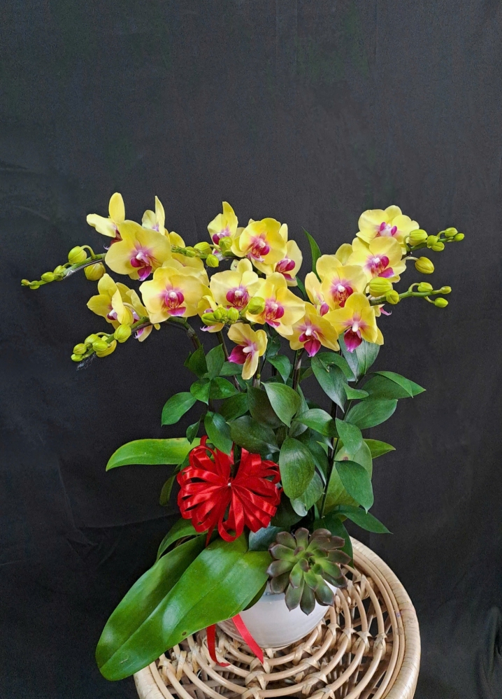 Lan Hồ Điệp Vàng Cành Đôi - LHD420