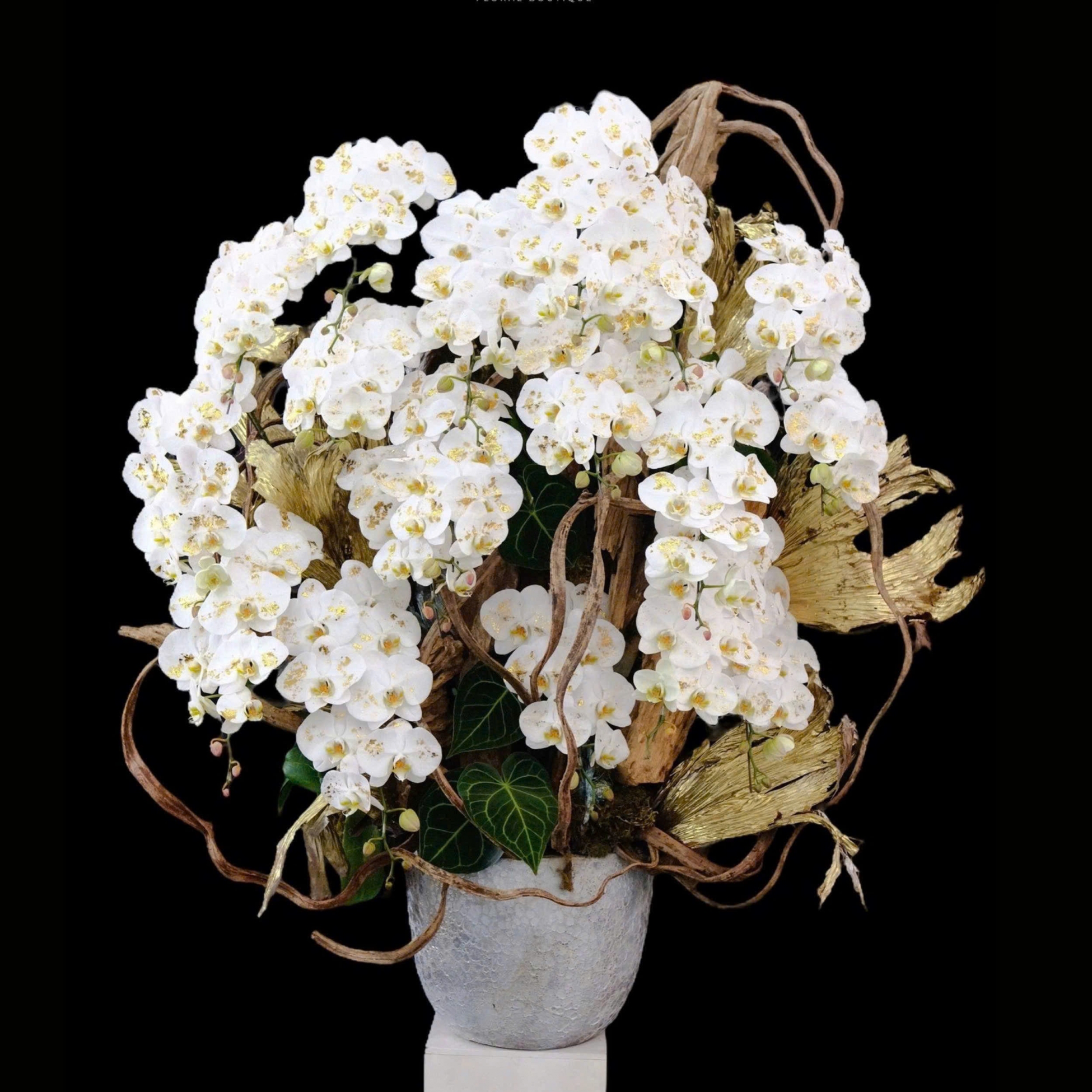 Lan Hồ Điệp Nguyệt Quý Phát Tài - LHD016