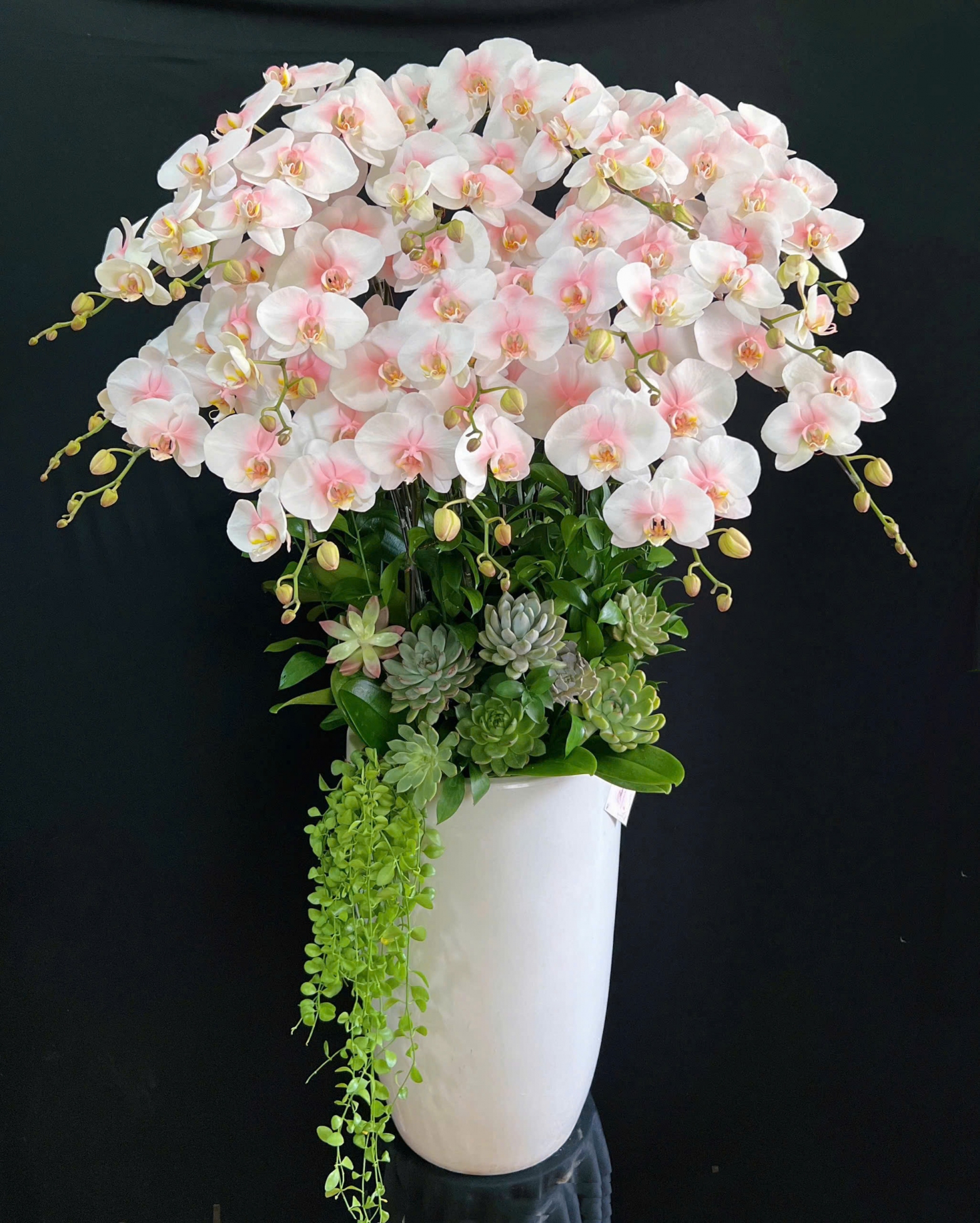 Lan Hồ Điệp Hồng Ngọc Vân Khôi - LHD021