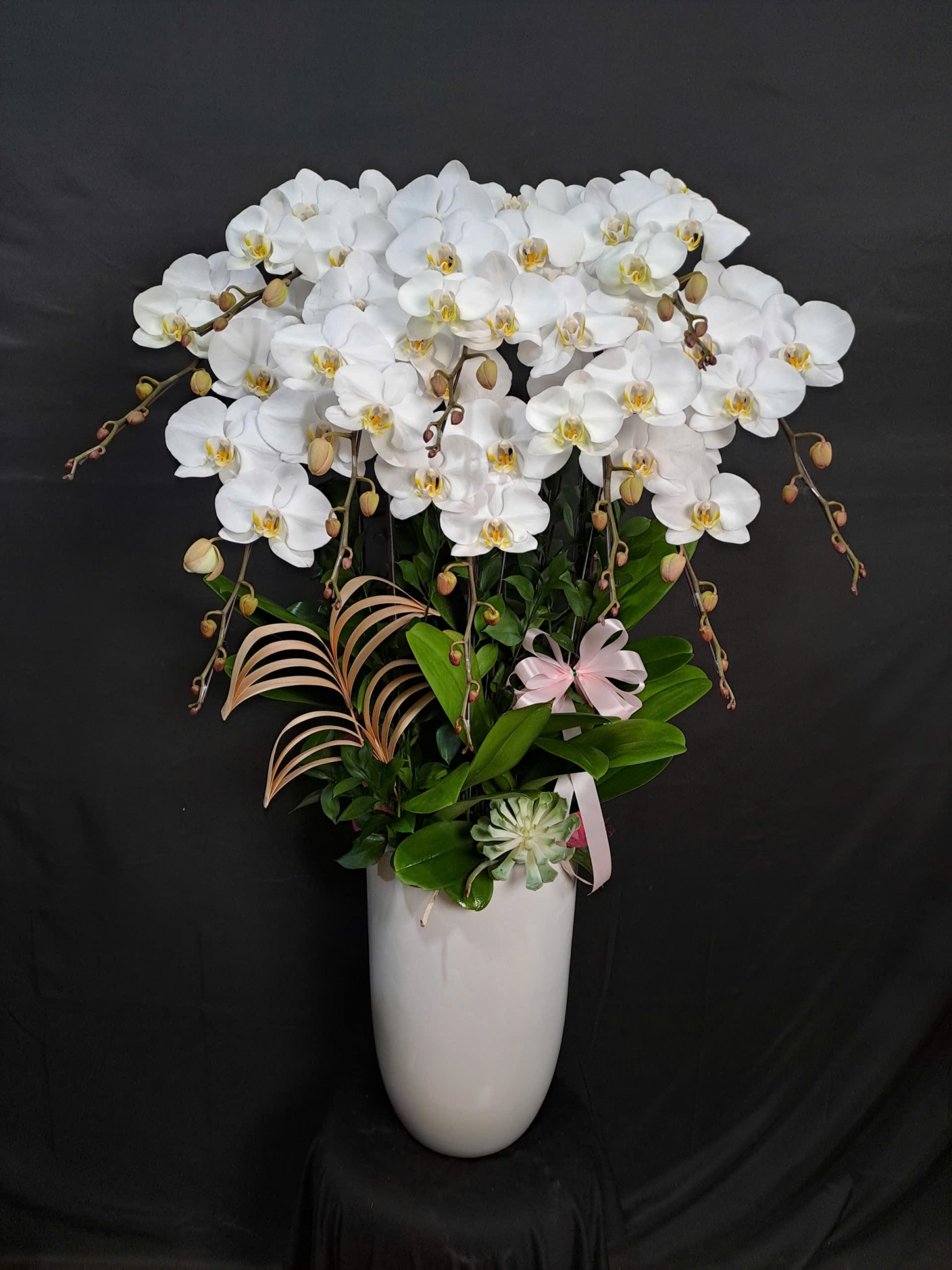 Lan Hồ Điệp Bạch Ngọc - LHD214