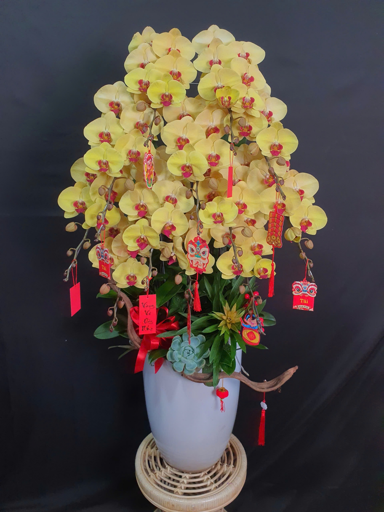 Lan Hồ Điệp Kim Thịnh - LHD230