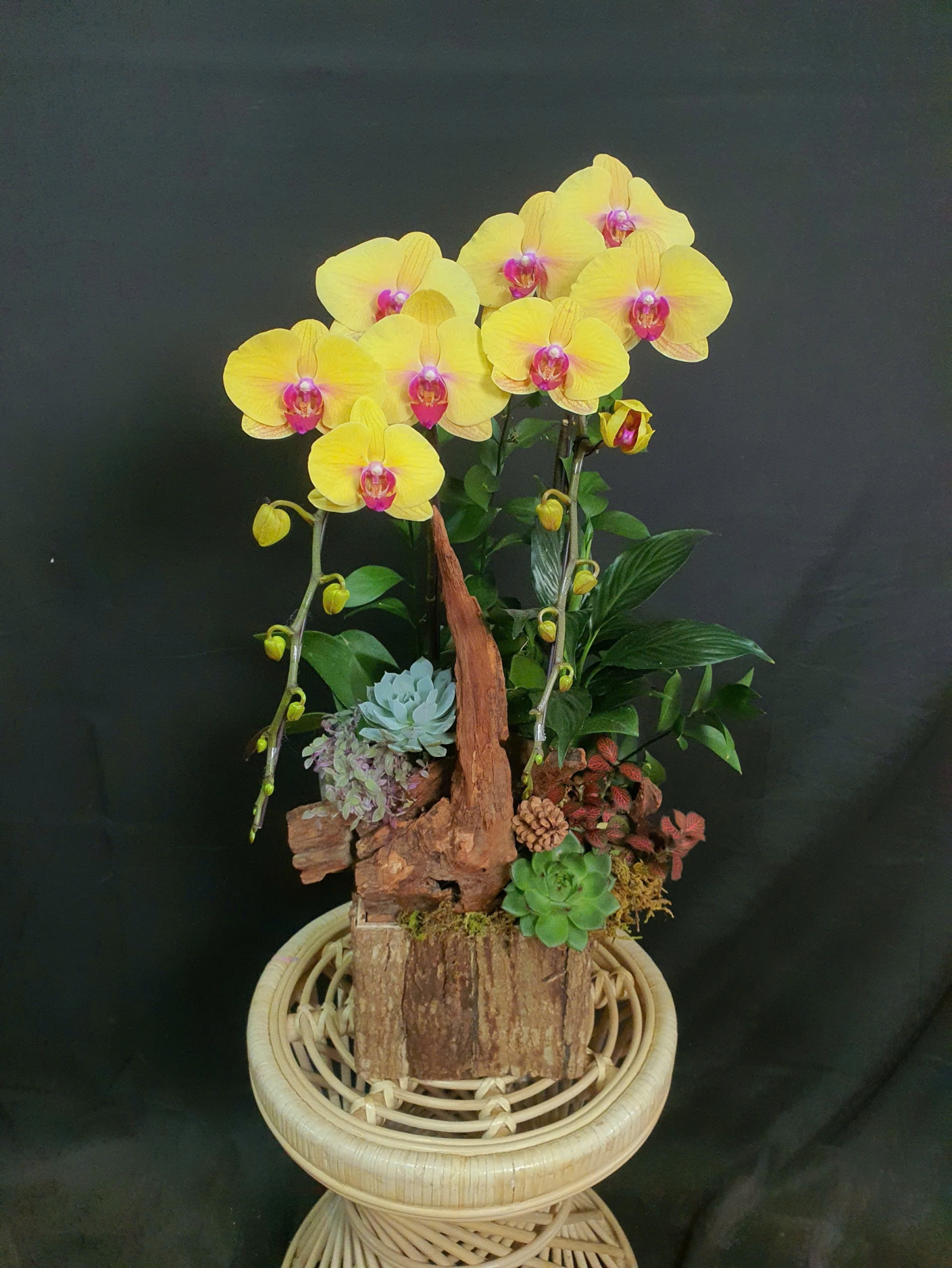 Lan Hồ Điệp Hoàng Kim - LHD154