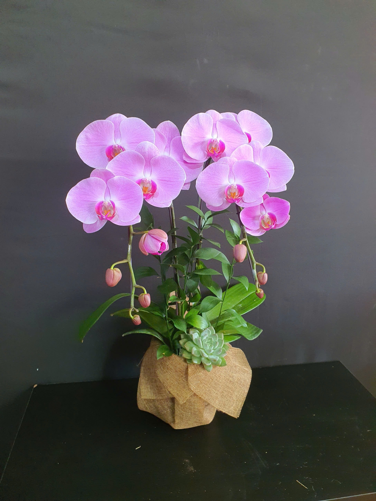 Lan Hồ Điệp Hồng Quý - LHD233