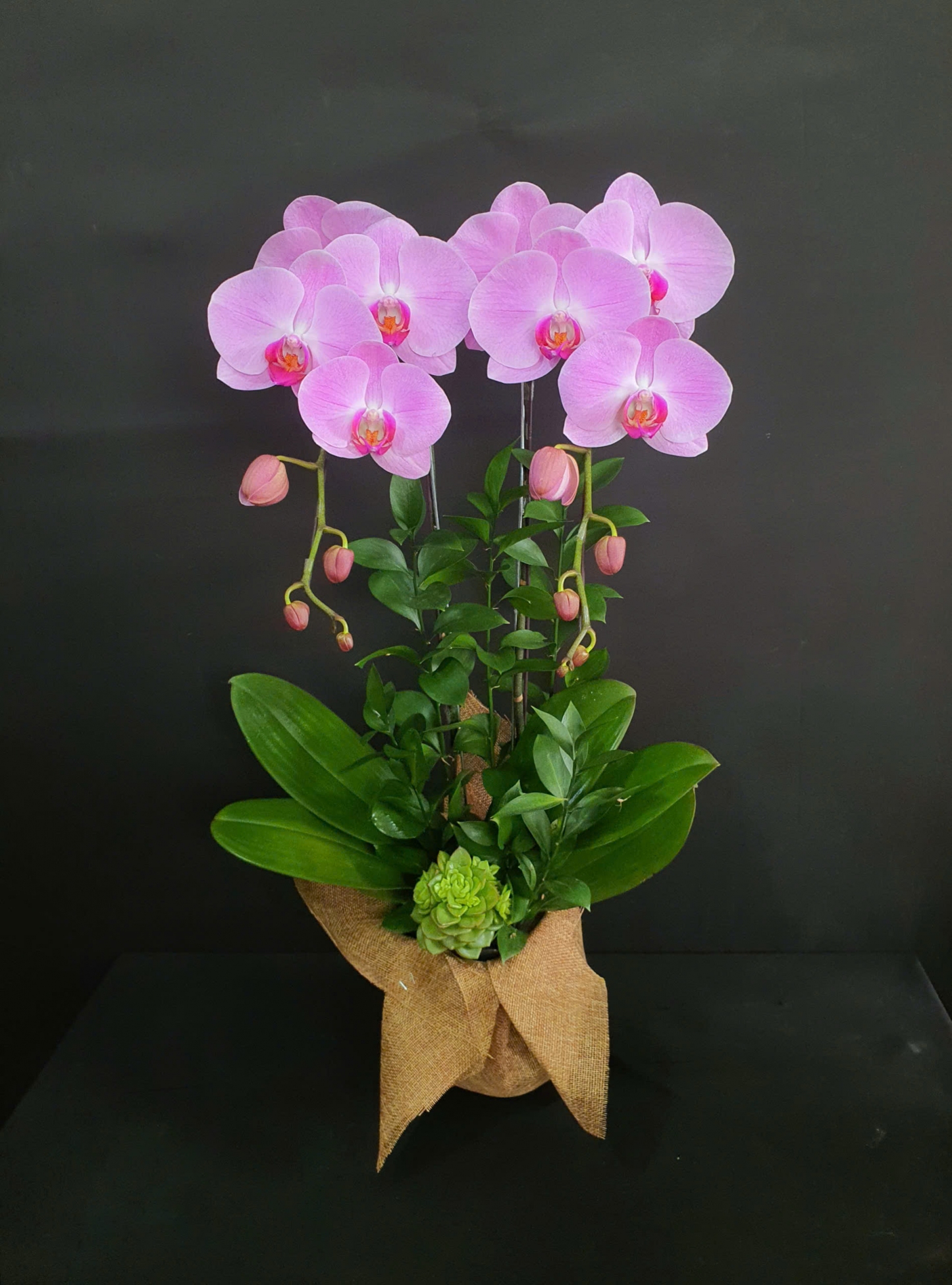 Lan Hồ Điệp Hồng Ngọc - LHD245