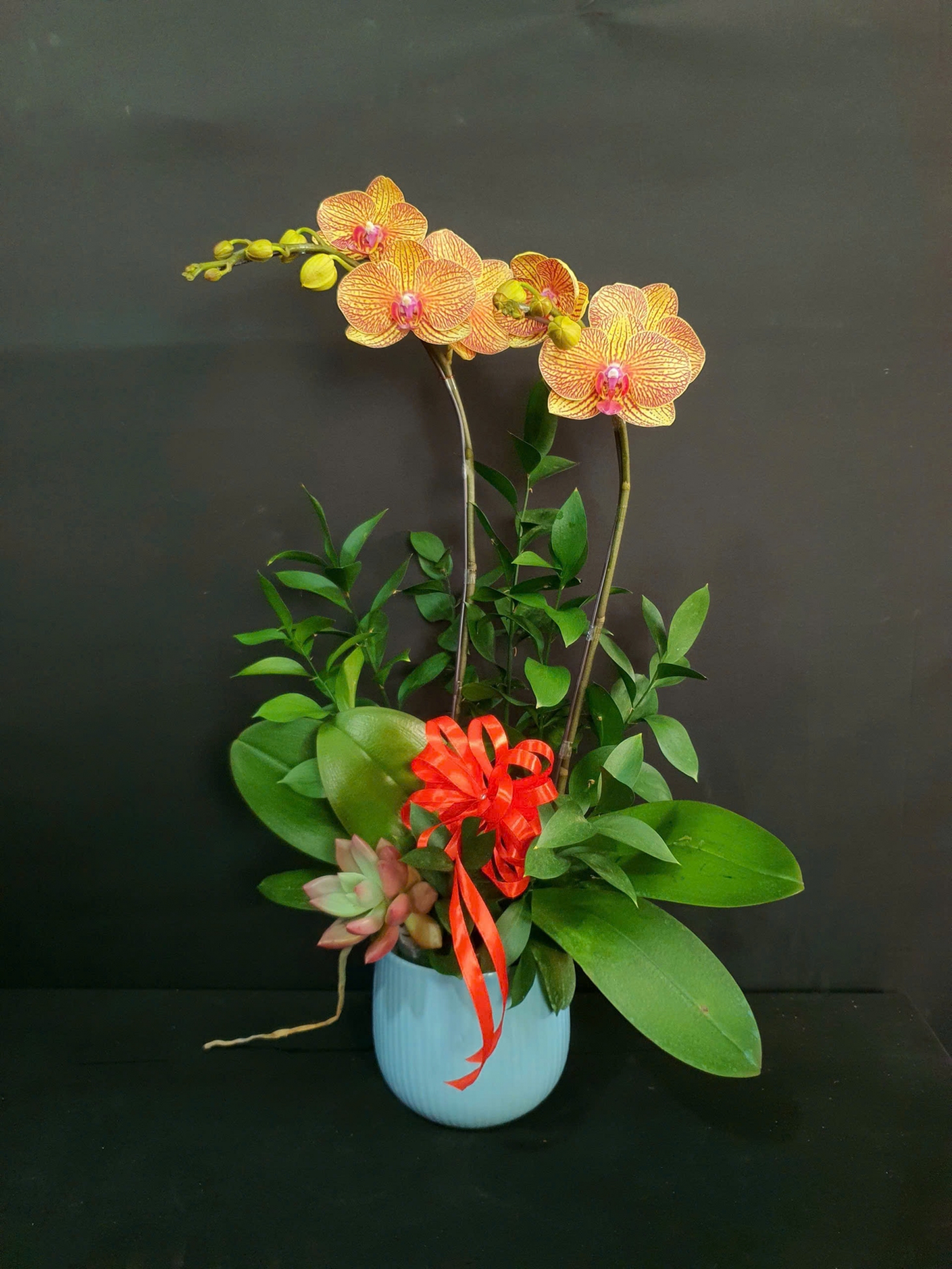 Lan Hồ Điệp Hoàng Lộc - LHD248