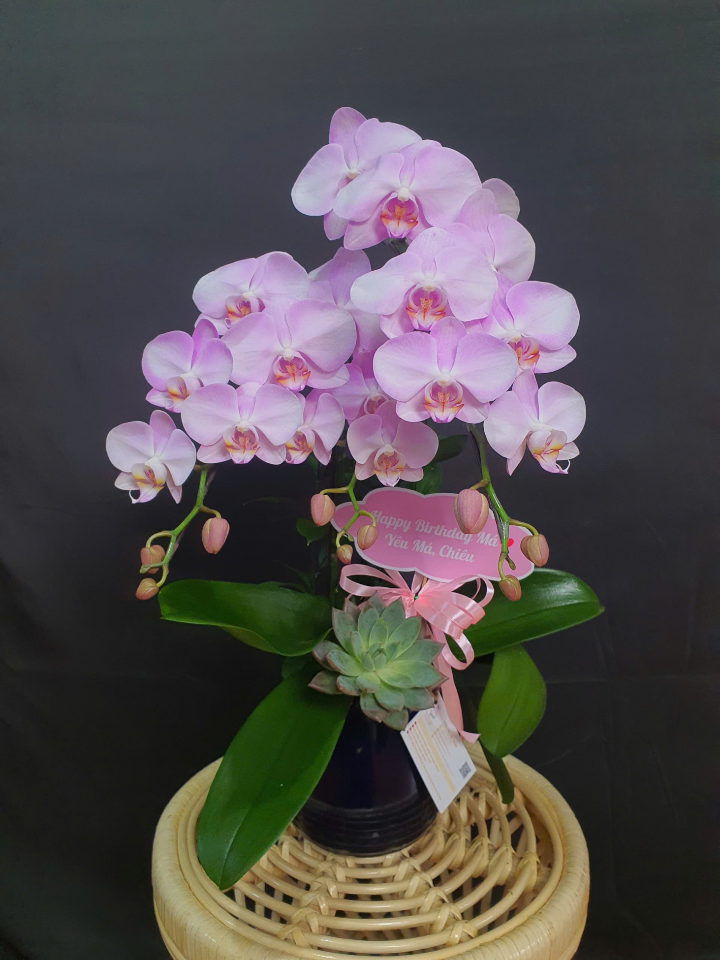 Lan Hồ Điệp Phấn Hồng - LHD068