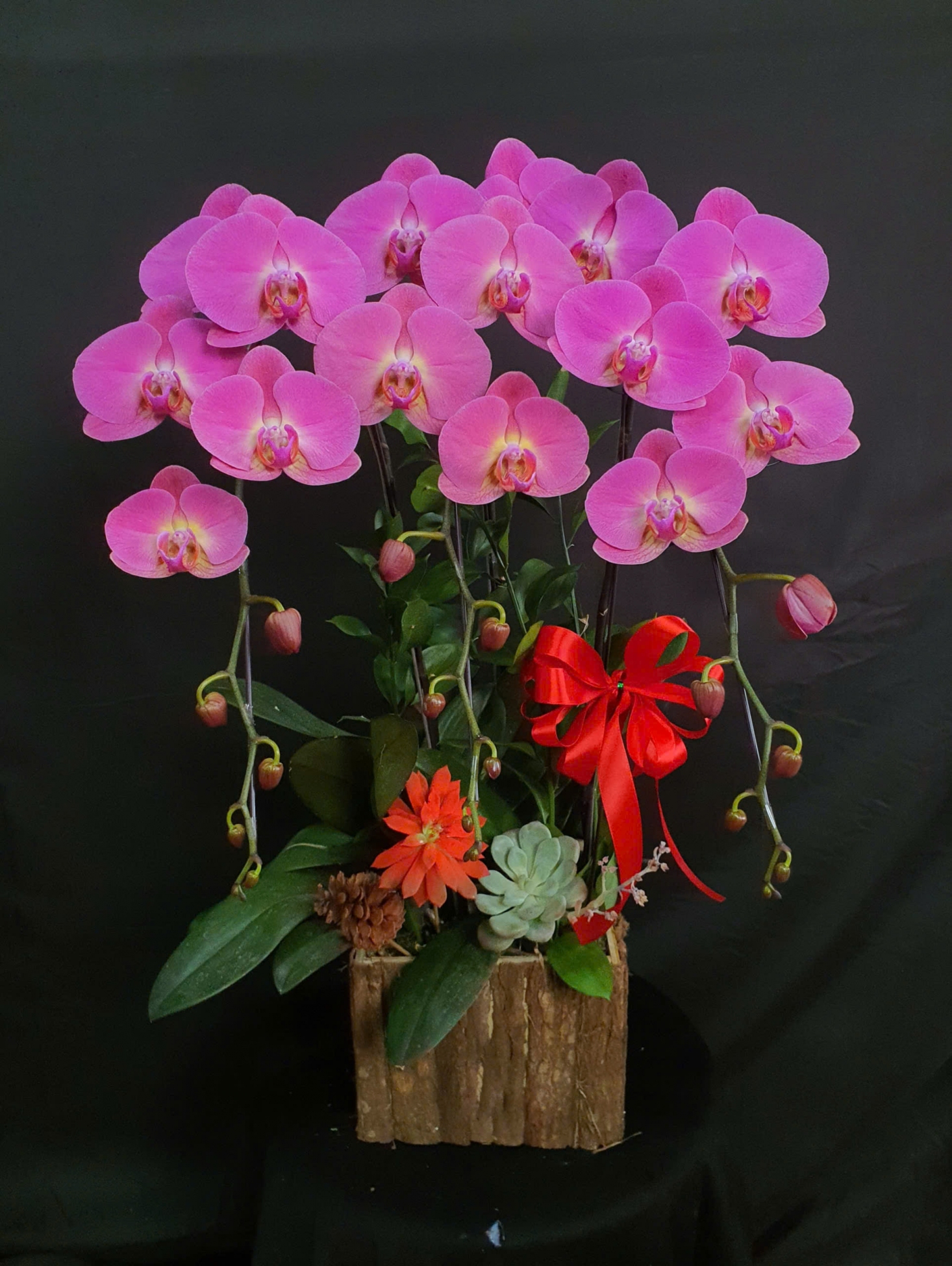 Lan Hồ Điệp Hồng Hồng Hoa Viên - LHD118