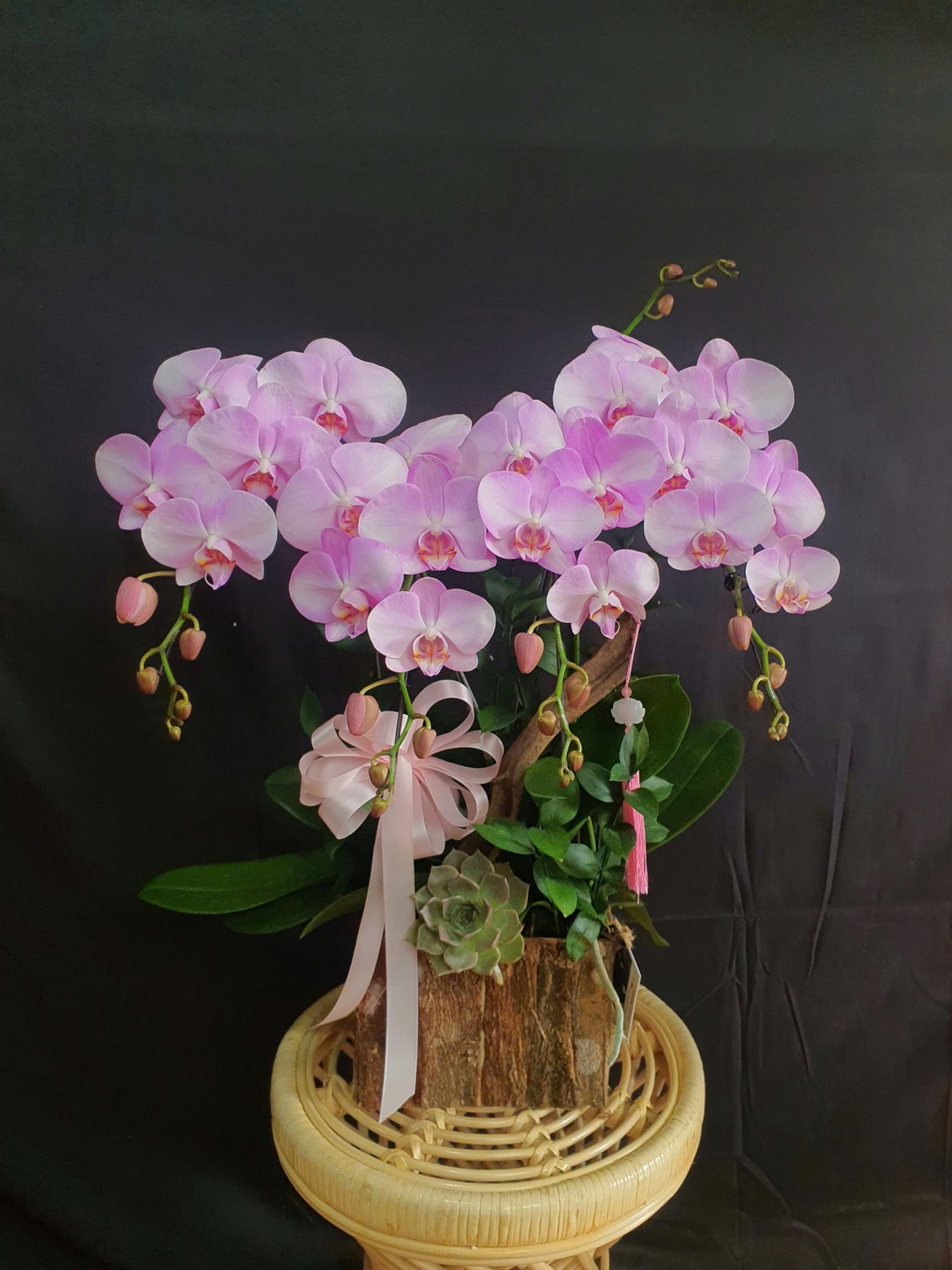 Lan Hồ Điệp Hồng Sương Thanh Nhã - LHD063