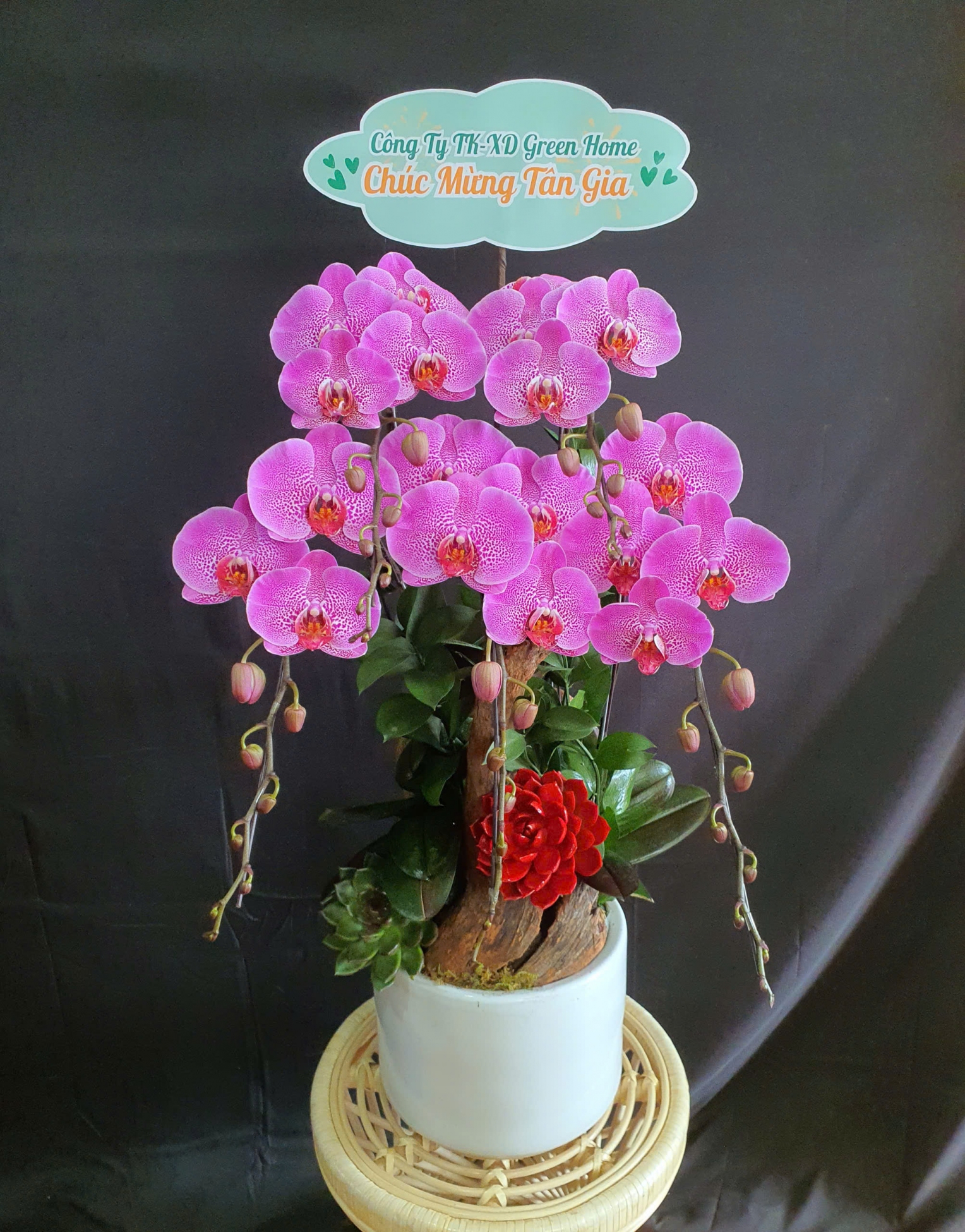 Lan Hồ Điệp Tử Ngân - LHD091