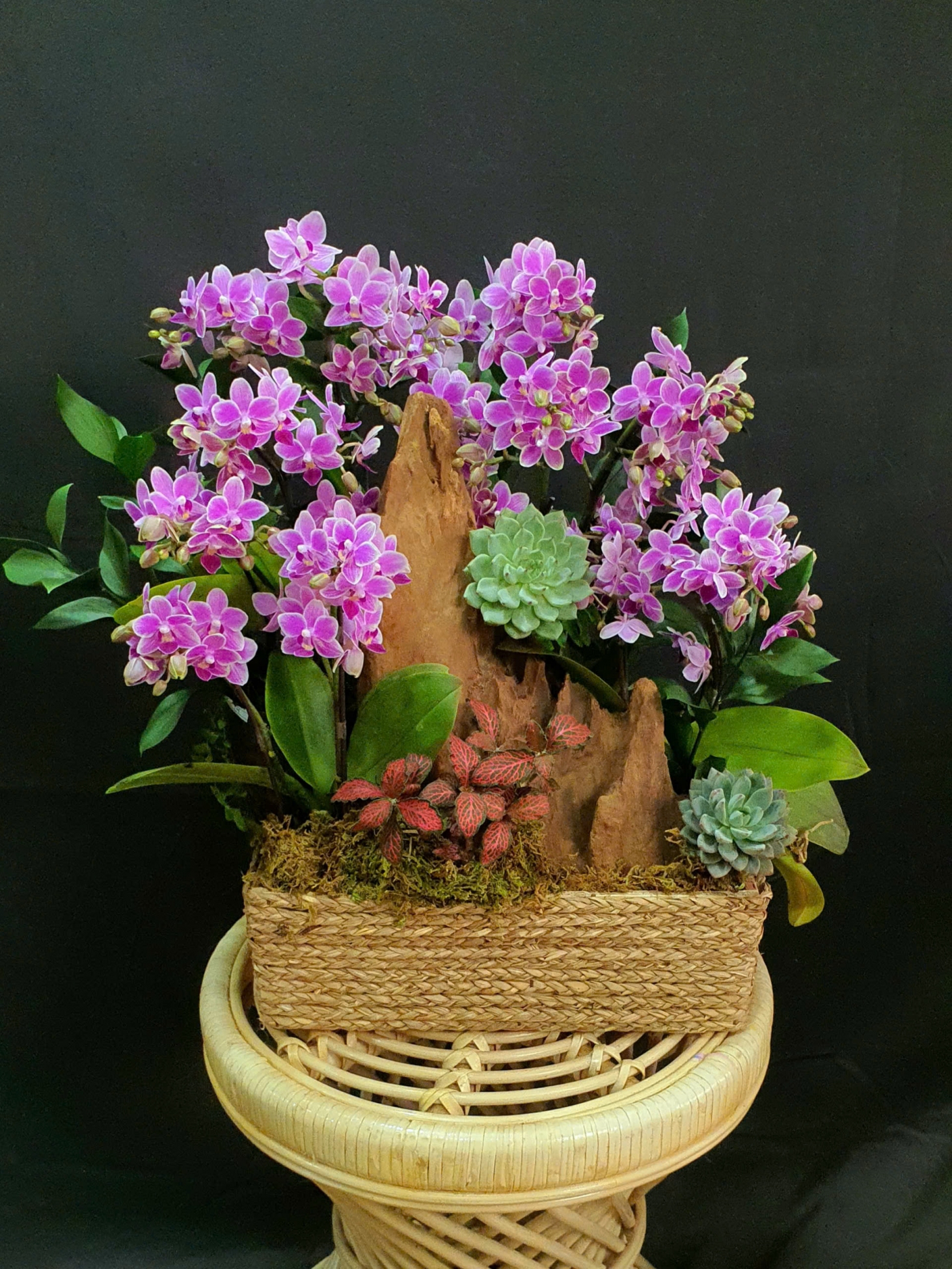 Lan Hồ Điệp Tuyết Hồng Anh - LHD166