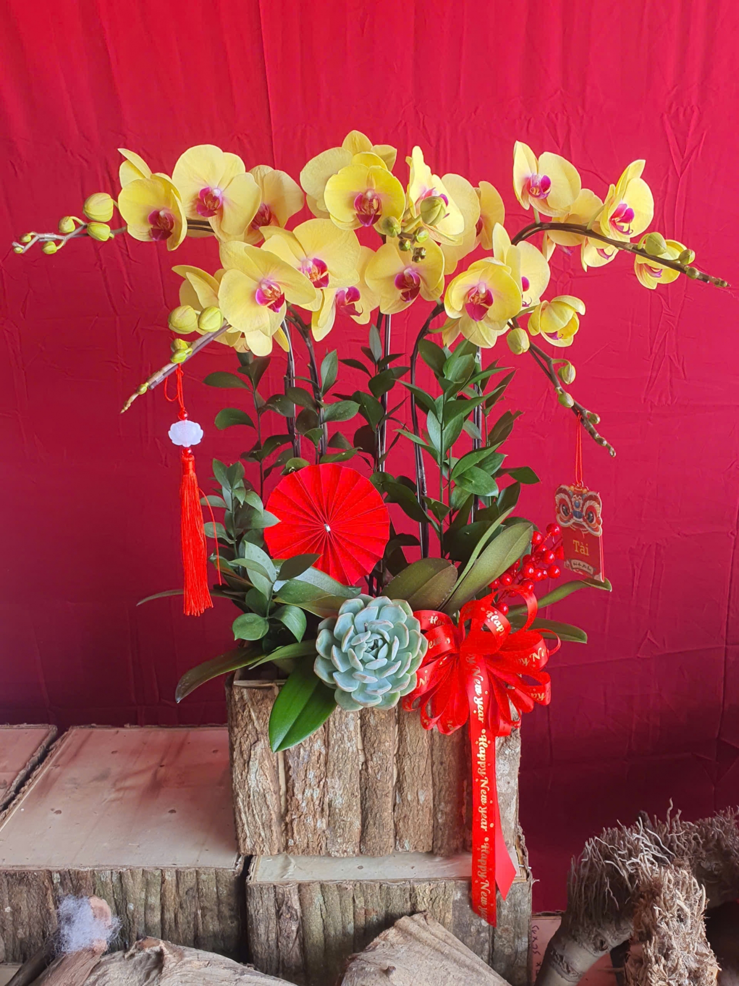 Lan Hồ Điệp Kim Phúc - LHD274