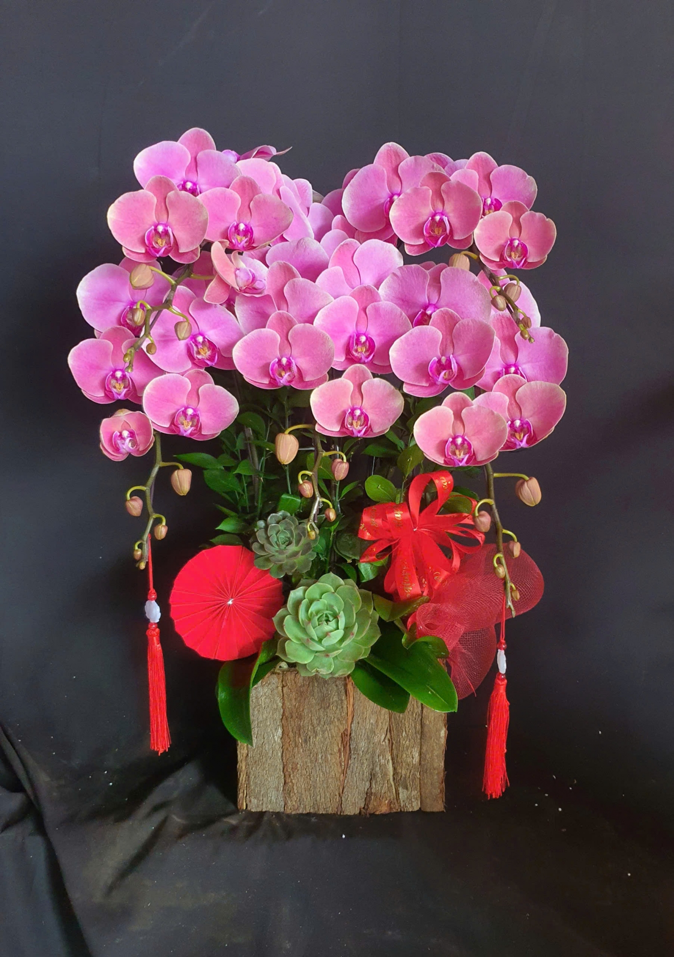 Lan Hồ Điệp Hồng Phấn Dịu Dàng - LHD282