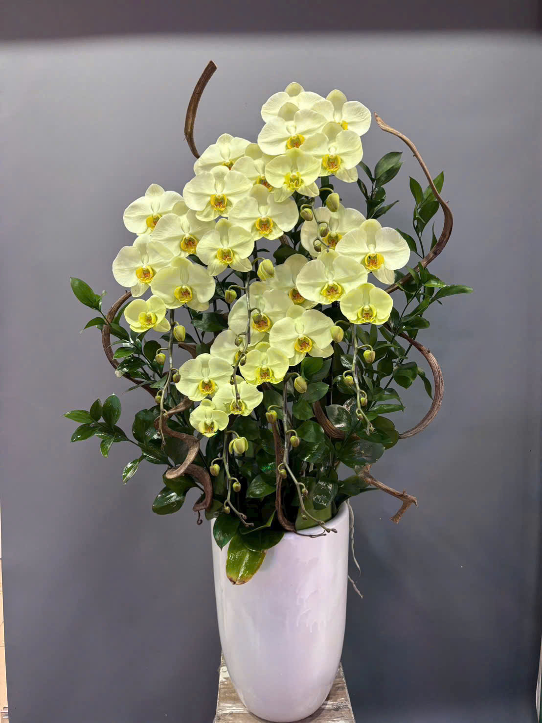 Lan Hồ Điệp Hồng Hoàng Oanh - LHD119