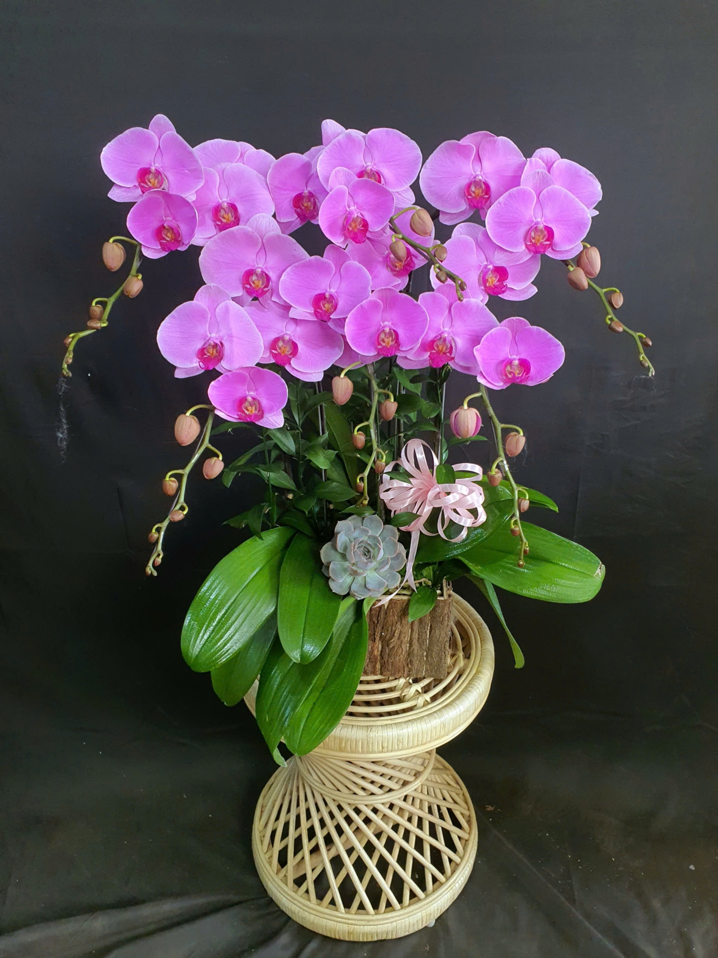 Lan Hồ Điệp Hồng Thiên Kim - LHD153