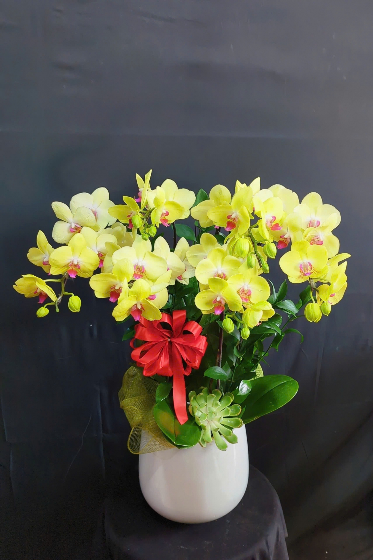 Lan Hồ Điệp Hoàng Quang - LHD196