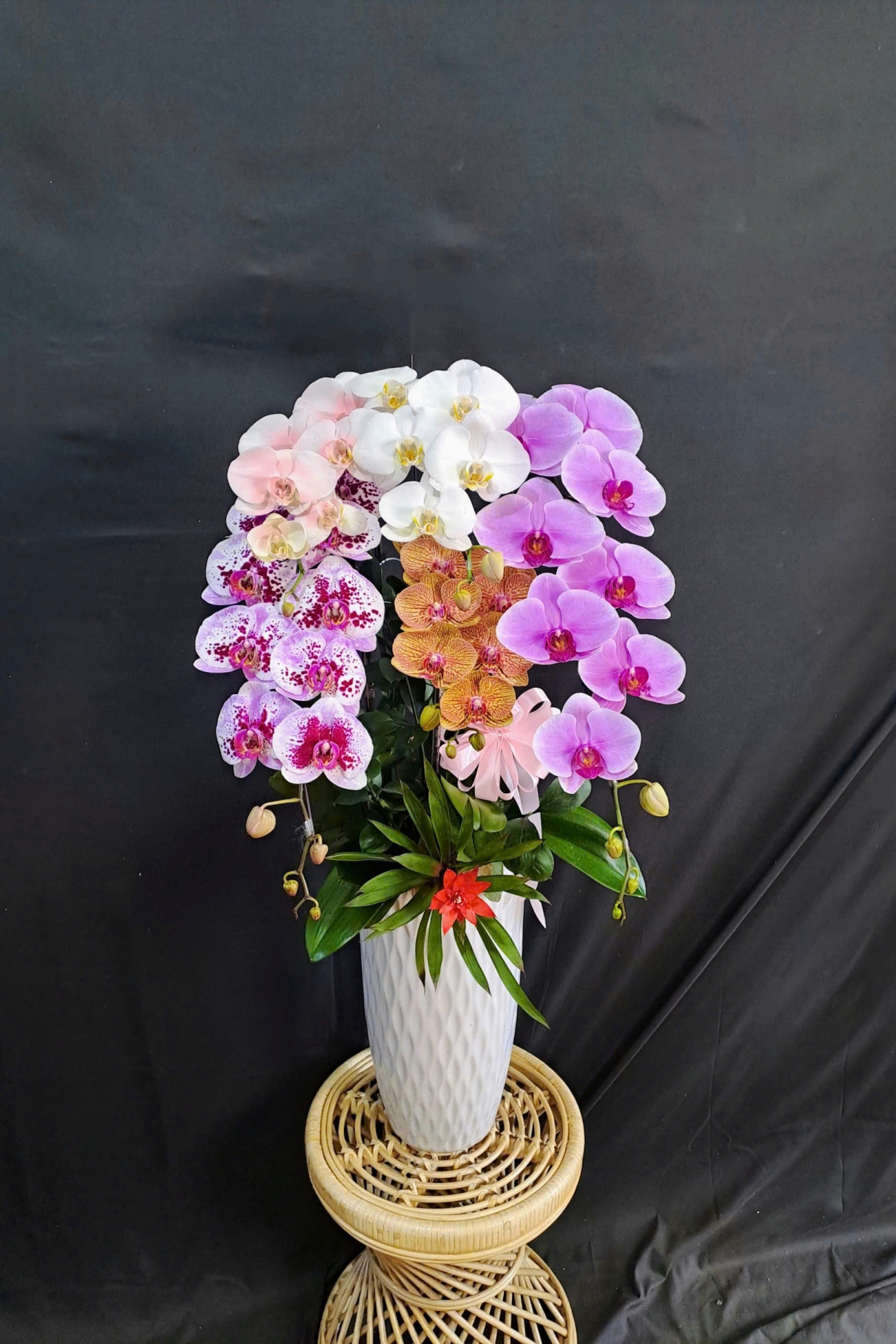 Lan Hồ Điệp Ngũ Sắc - LHD324