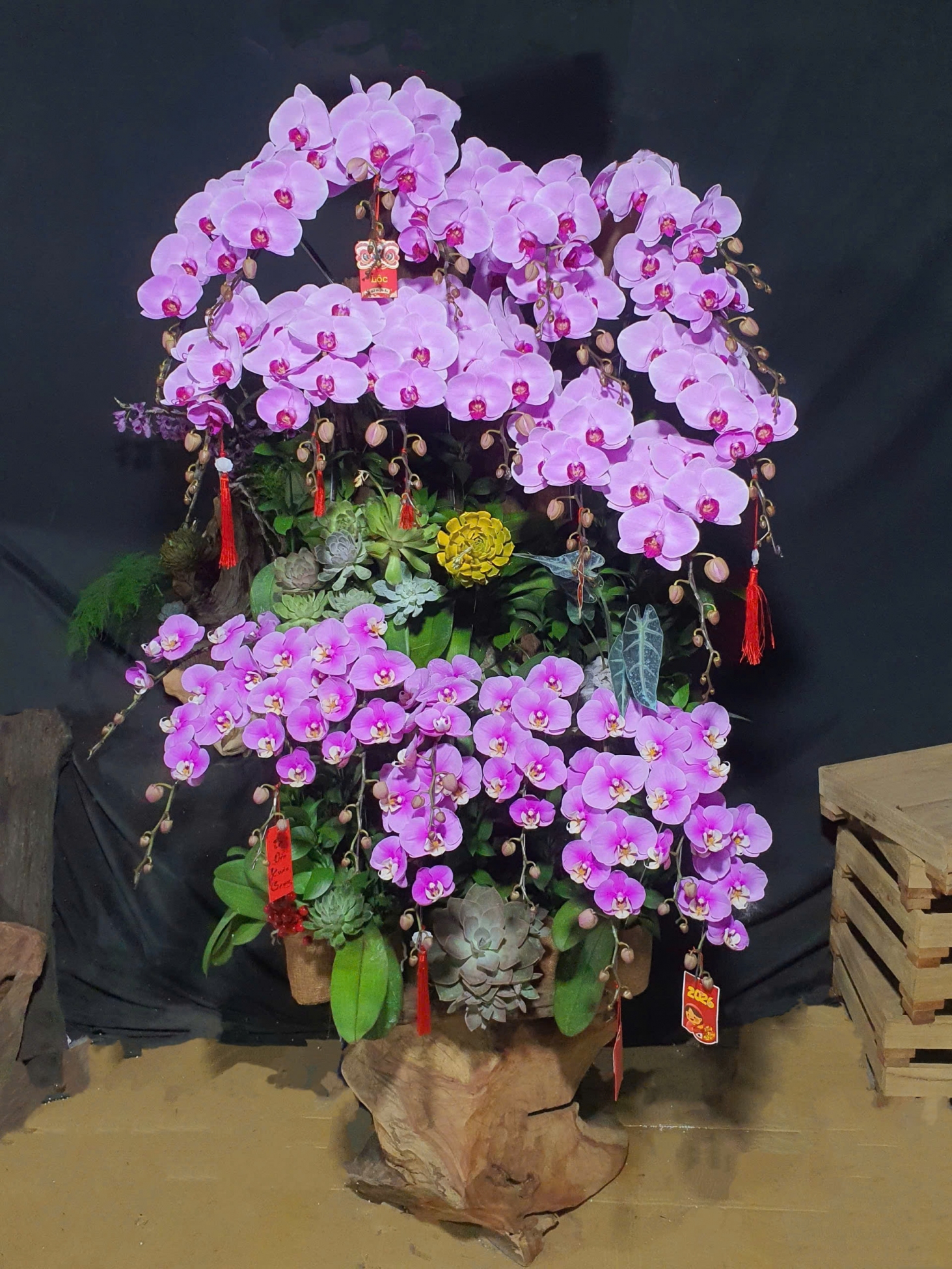 Lan Hồ Điệp Hồng Tím Mix Lũa Cao Cấp - LHD362