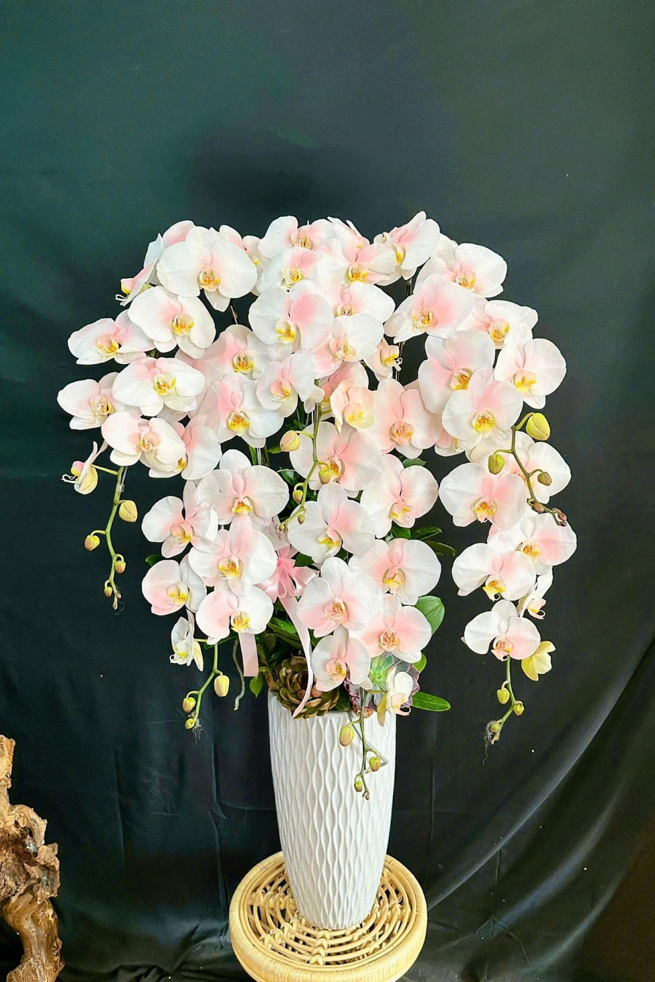 Lan Hồ Điệp Phun Hồng - LHD288